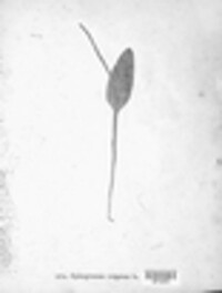 Ophioglossum vulgatum image
